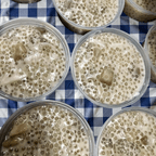 Best Taro Tapioca in Honolulu, HI